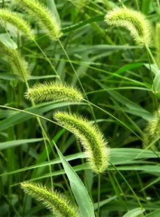 狗尾巴叶,从药用到观赏，探索其多重价值与奥秘
