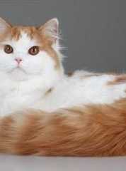 一只立耳猫,探寻猫咪耳朵的秘密