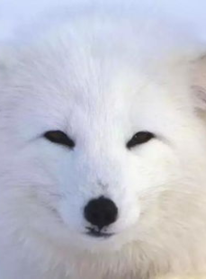 维密猫在线,揭秘时尚界的神秘魅力