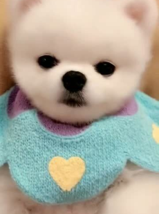 牛奶很乖,揭秘牛奶的营养与适宜人群