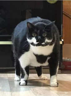 相扑猫,抖音微密圈中的萌宠魅力与互动时光