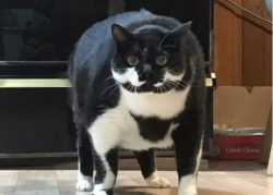 相扑猫,相扑猫的趣味对决与温馨瞬间