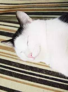 微密猫免费,微密猫AI副标题生成，提升文章吸引力