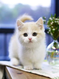 粉色的猫,探寻粉色猫咪的独特风采
